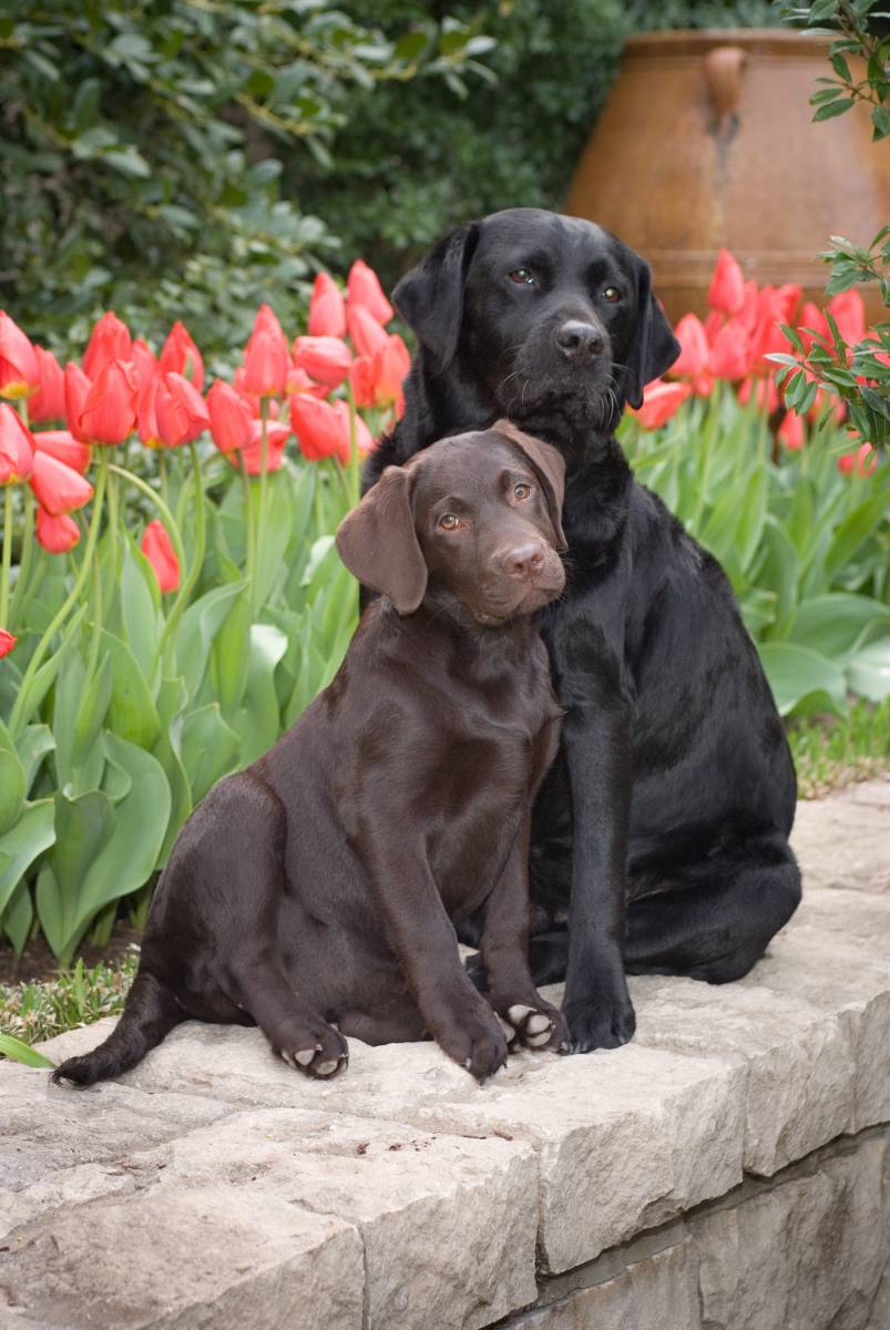 Gracie and Jackson