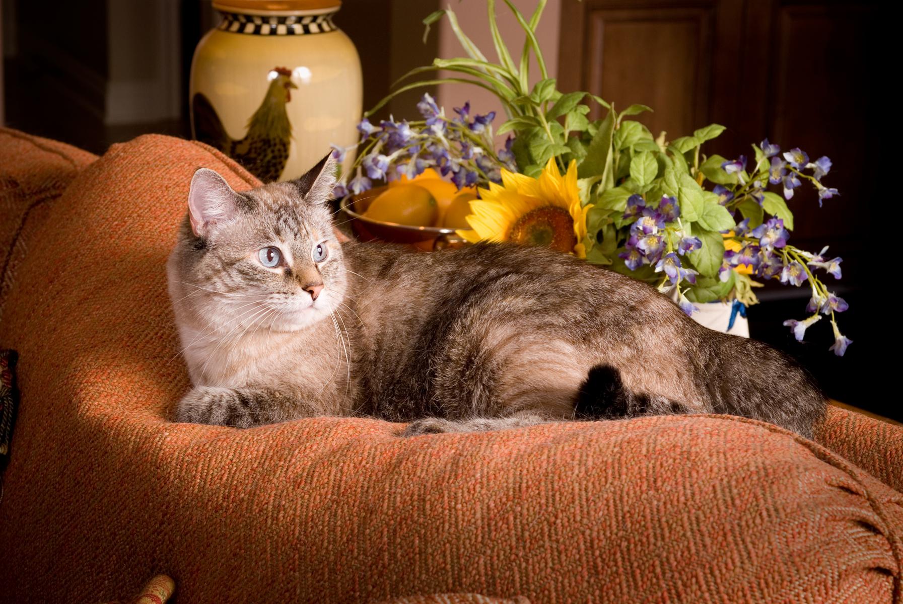Miss Kitty