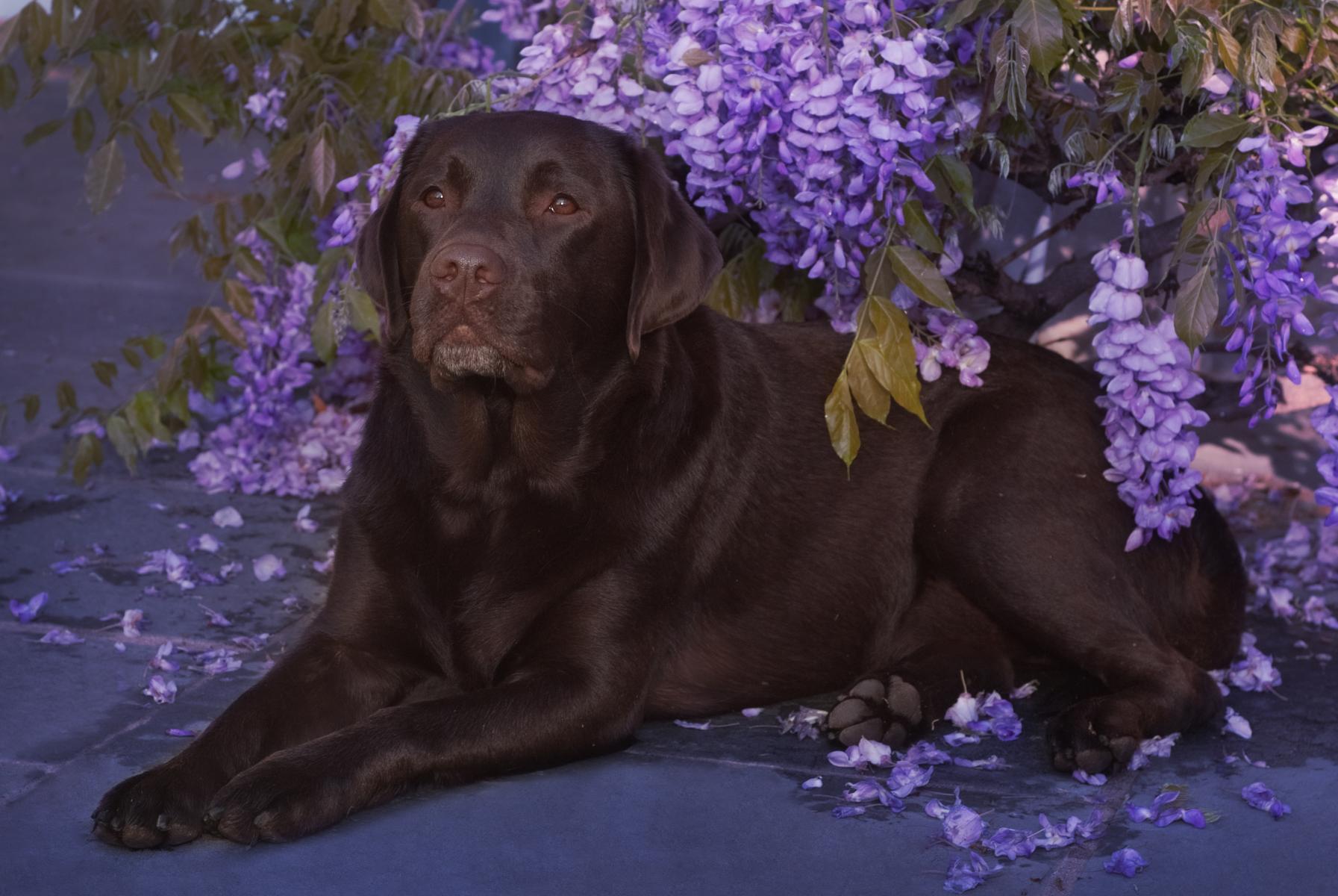 Chocolate Lab